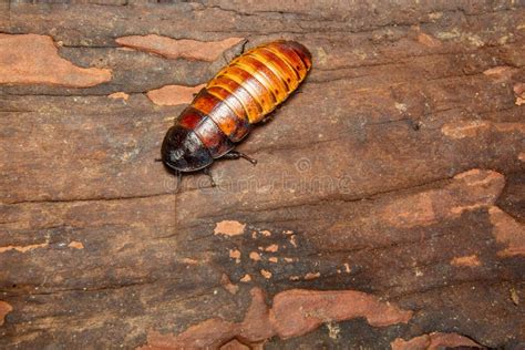 Big Tropical Cockroach Female of Gromphadorhina Portentosa , One of the ...