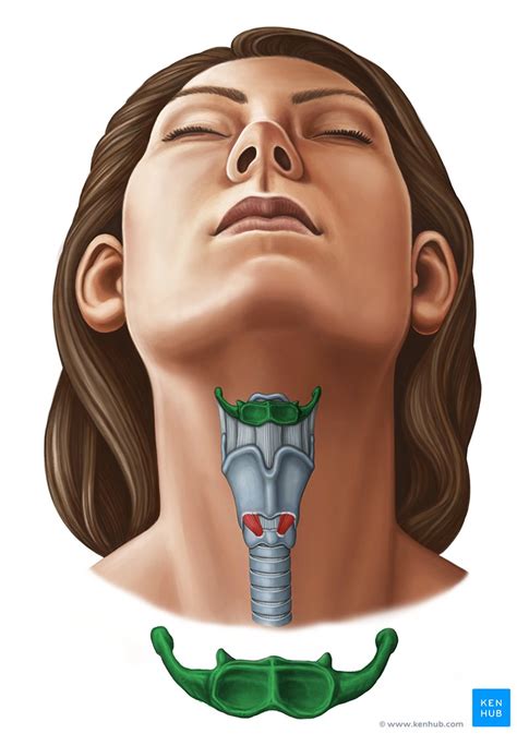 Hyoid bone: Anatomy and function | Kenhub