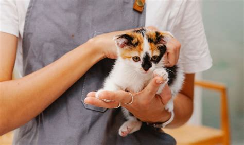 Male Feline Desexing - What to Expect - Vetmed