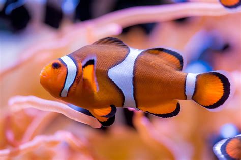 Clown Fish Habitat Maps