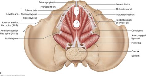 Pelvic floor muscles - Female - Learn Muscles