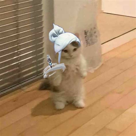 Adorable Kitten with White Hat