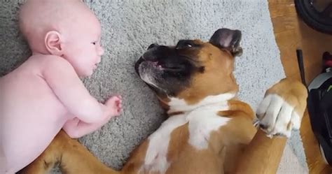 Sweet Boxer Dog Gets Unpleasant Surprise from Adorable Baby