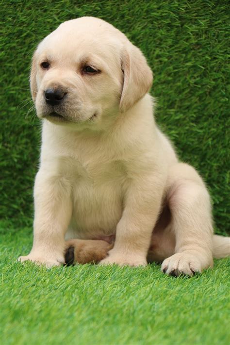 Buy Labrador Retriever In Jaipur | Labrador Puppies For Sale In Jaipur