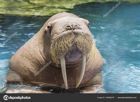 Close up face ivory walrus in deep sea water Stock Photo by ©khunaspix ...