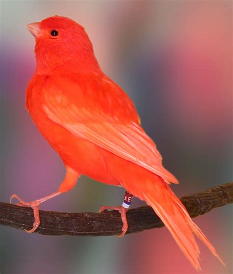 Chardonneret et Canari : canary