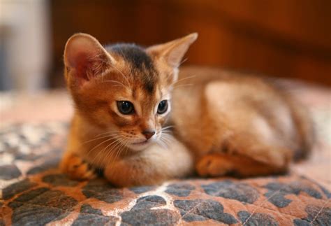 Pet's World: Top 5 Cute Cat Breeds For Families