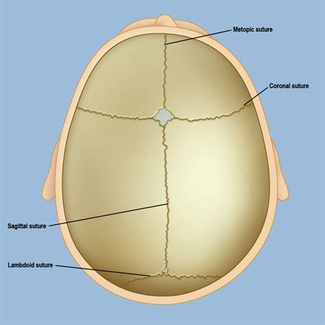 Craniosynostosis | Brain & Spine Center