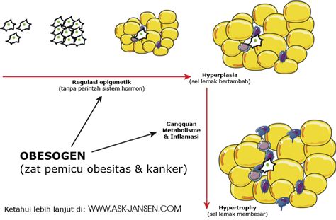 OBESOGEN zat pemicu OBESITAS – Ask-Jansen