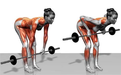 Bent Over Barbell Row Guide • Bodybuilding Wizard