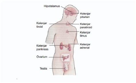 Macam-macam Kelenjar Endokrin di dalam Tubuh Manusia dan Fungsinya