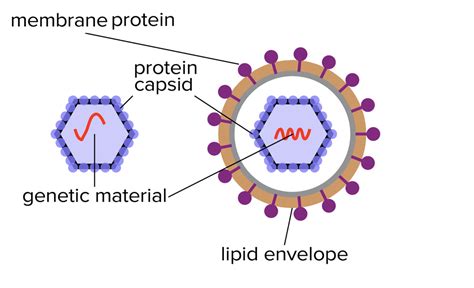 Solved membrane protein protein capsid san genetic material | Chegg.com