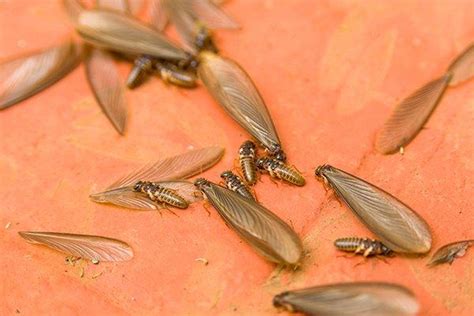 Blog - Termite Swarmers 101: What You Need To Know To Protect Your ...