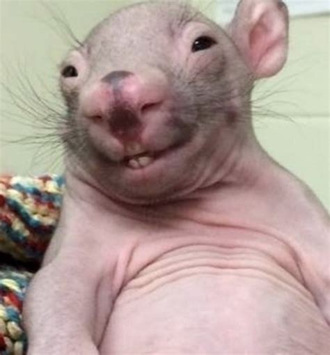 Create meme "wombats, wombat funny, bald rats" - Pictures - Meme ...