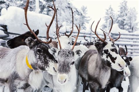 12 Surprising Facts About Reindeer