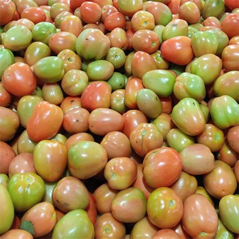 Round Red And Green Tomato Moisture (%): Nil at Best Price in Jyotiba ...