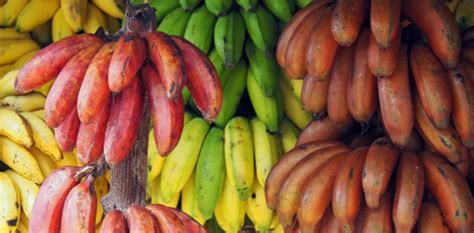 What are the Important Banana Varieties in India?