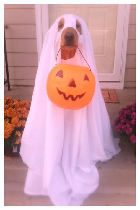 Dog Ghost Costume Chihuahua - Pets Lovers