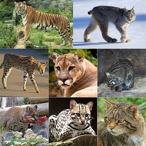 File:The Felidae.jpg - Wikimedia Commons