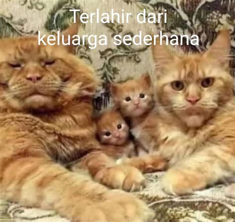 30+ Foto Meme Kucing Oren Terkeren | Meme Lucu