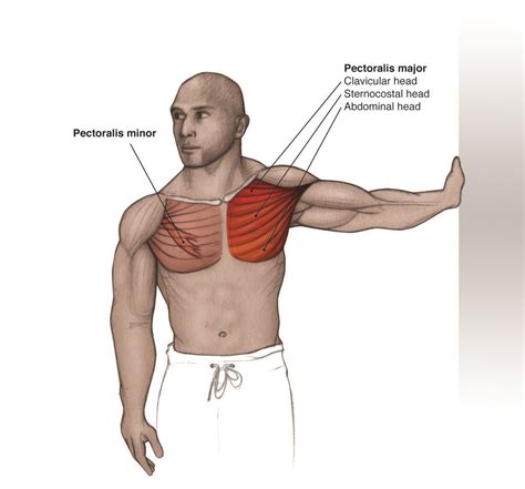 Pectoralis Minor | Physical therapy student, Stretching exercises, Exercise