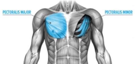 Pec-Major-Pec-Minor-Anatomy - Symmetry Physical Therapy