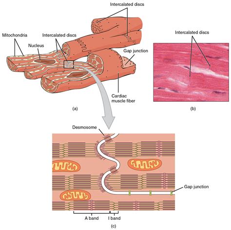 Cardiac Muscle Cell Diagram Labeled