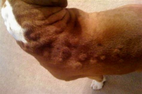 How To Treat My Dogs Allergic Reaction