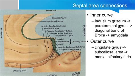 Neurosurgery written board crash course - limbic system Septal area ...