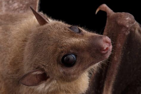 19 of the Cutest Bat Species