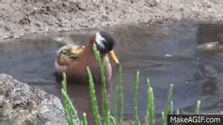 Duck Spinning GIF - Find & Share on GIPHY