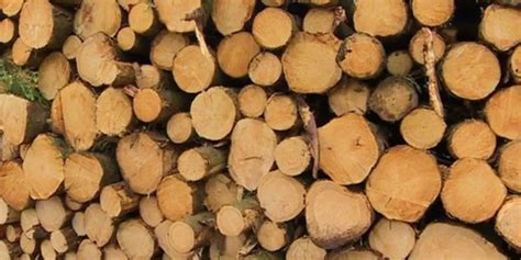 Timber Vs Lumber Vs Log – Differences, Uses, Pros And Cons - The ...