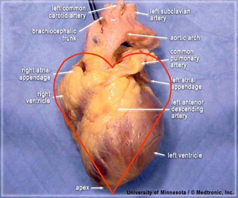 Heart Anatomy Posterior