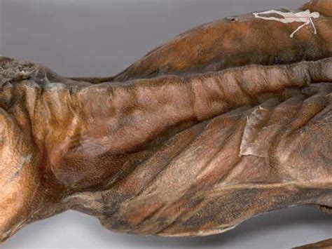 Ötzi the iceman: Up close and personal | New Scientist