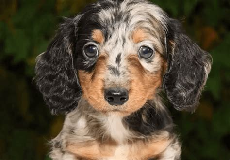 Dachshund Puppies for Sale in USA | Central Park Puppies