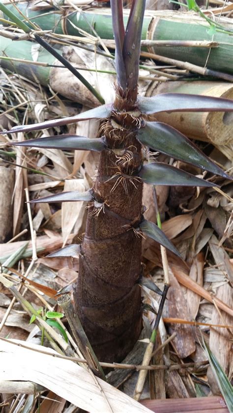 Warisan Petani: Pokok Buluh 1 : Buluh Betung.