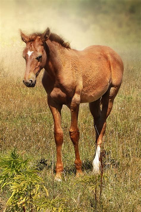 Фотосьемка лошади Horses, Animals, Animales, Animaux, Animal, Animais ...