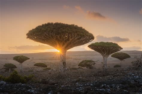 The Top Five Photography Spots in Socotra: This Place Is Beautiful ...