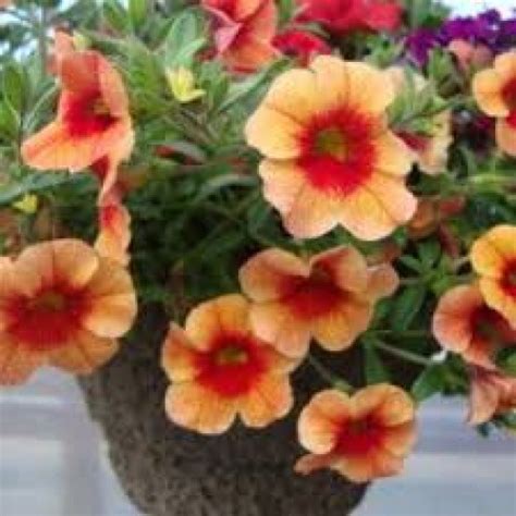 Calibrachoa - Million Bells - Bicolor - 10 inch hanging basket