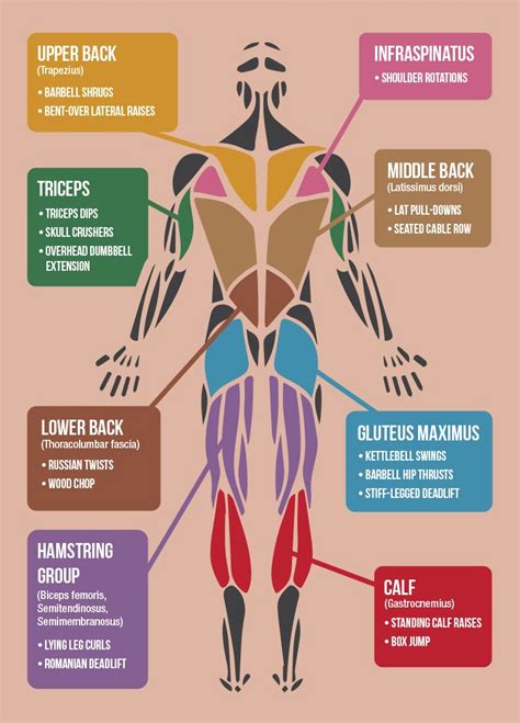 Back Muscles Diagram Workout