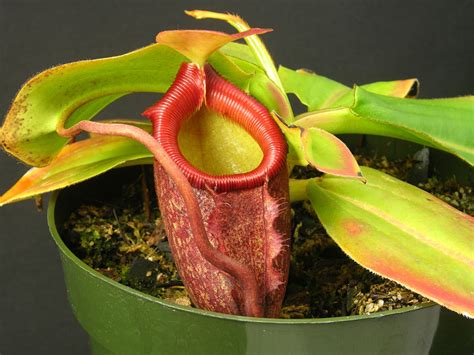 Image of large Nepenthes rajah