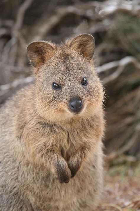 How Many Unique Animals Are In Australia