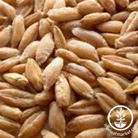 Organic Triticale Seed | Sprouting seeds, Seeds, Organic