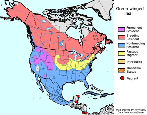 Green-Winged Teal - Anas crecca - North American Range Map