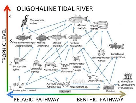 Marsh Processes | Petaluma Wetlands Alliance