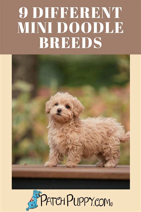 9 Different Mini Doodle Breeds - PatchPuppy.com in 2021 | Mini dogs ...