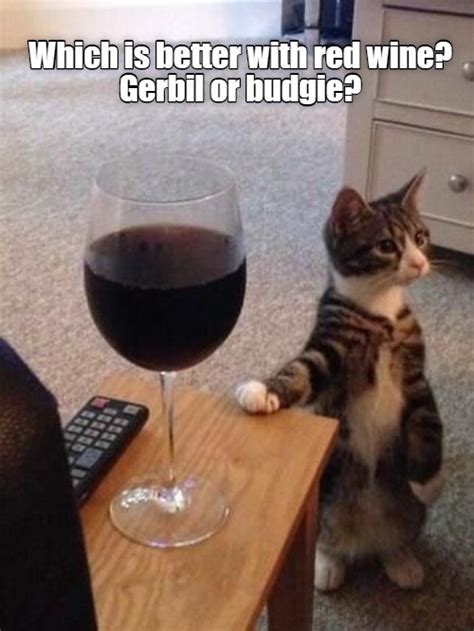 Pictures Of Super Heroes : Wine Cat Funny Cats Memes | nawpic