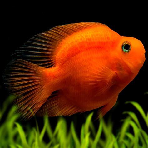 Aquarium Live Fish | Red Parrot Fish | Size 3" | Single