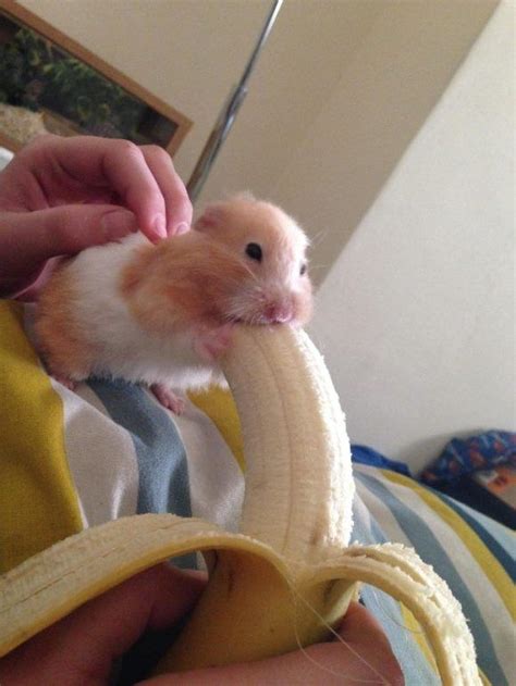 Hamster Eating A Banana | Hamsters | Know Your Meme