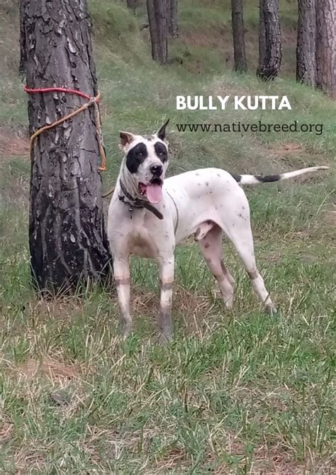 Indian Bully Kutta Dog Breed | Pakistani Mastiff - Native Breed.org